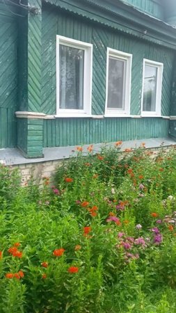 Сасетка натворила это красоту