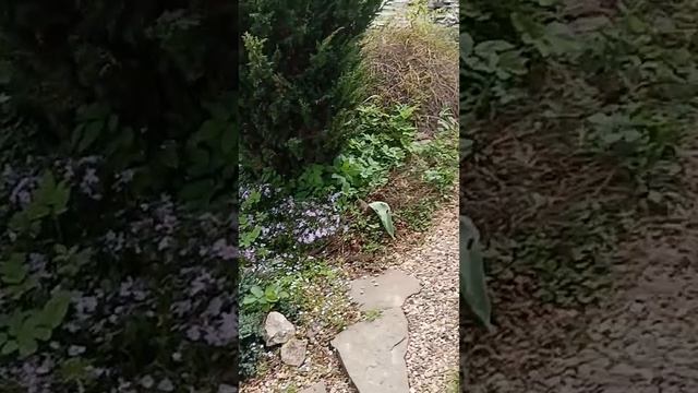 Сад и виды