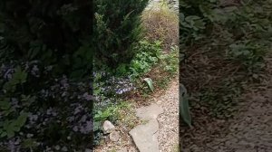 Сад и виды