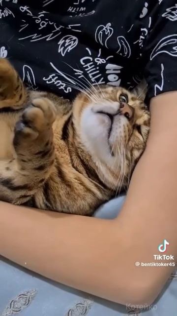 Бедный котик 😿