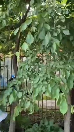 Во Владивостоке воспитательница детского сада огрела граблями наркомана !!!