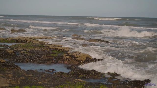 Это видео ЗАСТАВИТ тебя ПЛАКАТЬ! - El Camino del Alce -- Silva de Alegria -- Primavera en la Guerra