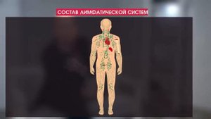 Лимфатическая система человека. Анатомия. Биология 8 класс. Лимфоциты, лимфоузлы. Лимфа в организме