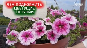 СЫТНАЯ ПОДКОРМКА ЦВЕТУЩИХ ПЕТУНИЙ  - ПРЕВРАЩАЕМ СКРОМНЫЙ КУСТ В ПЫШНЫЙ  ЦВЕТОЧНЫЙ ШАР