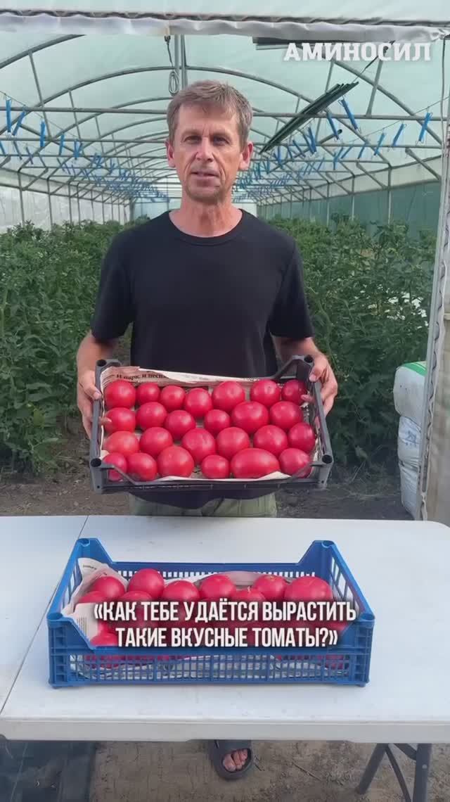 🍅✨ Секреты выращивания розовых томатов