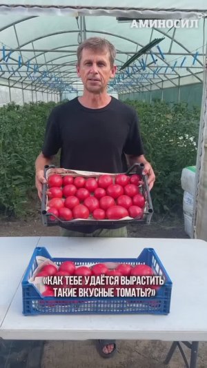 🍅✨ Секреты выращивания розовых томатов