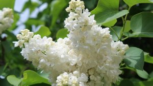 Артём Гельман - Сирень. Посвящается Сергею Коржукову