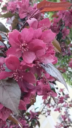 ЯБЛОНИ САКУРА The road of FLOWERS-the Life of a BEE ,жизнь ПЧЕЛЫ -дорога цветов