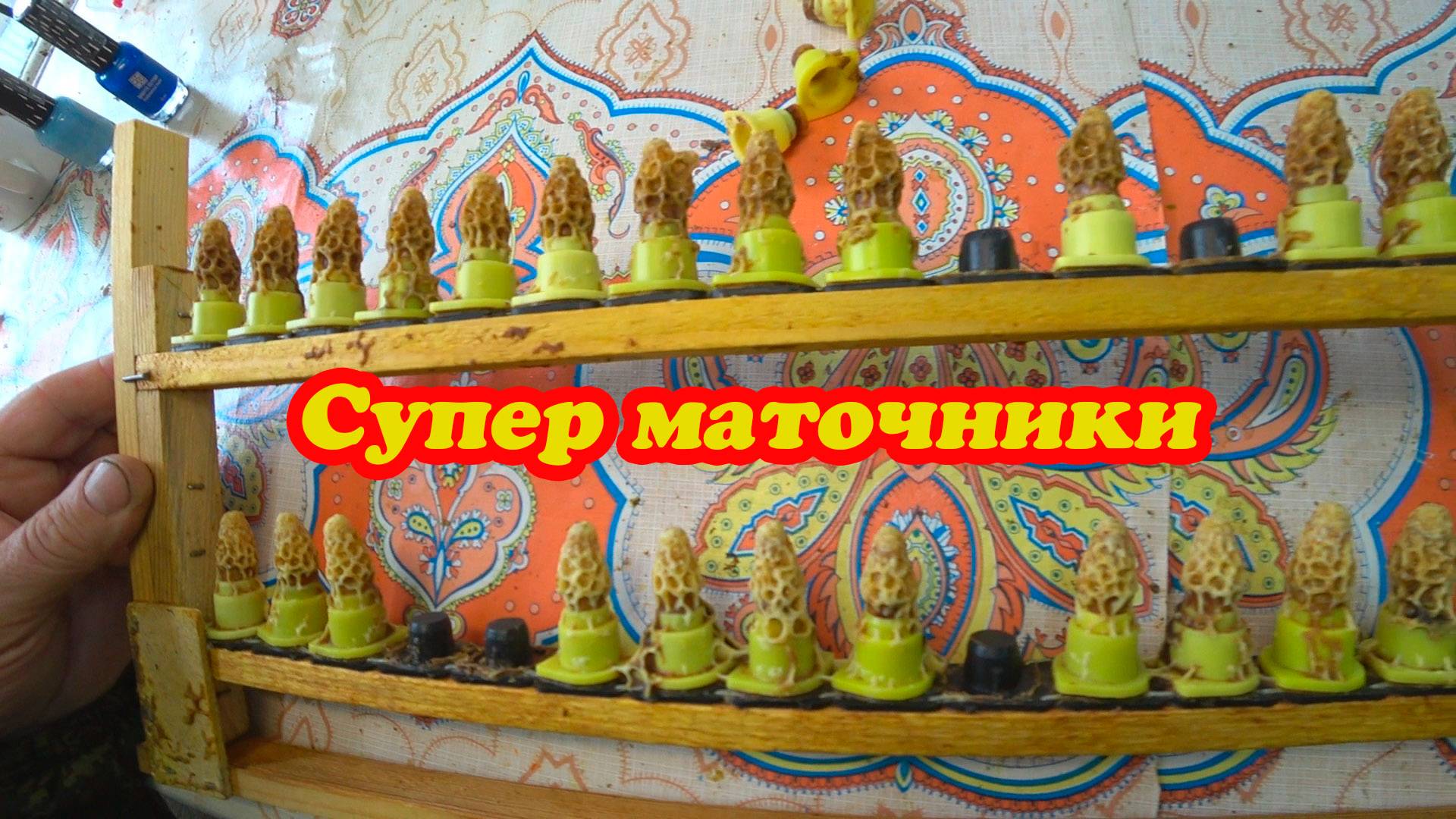 ЗАБИРАЮ МАТОЧНИКИ ИЗ ВОСПИТАЛОК В ИНКУБАТОР, ИНФОРМАЦИЯ ПО МАТКАМ.