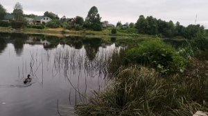 Кормим уток