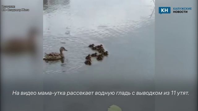 Калужский министр природы заснял утиное семейство на Оке