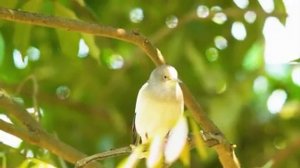 Утренние звуки природы Часть 19