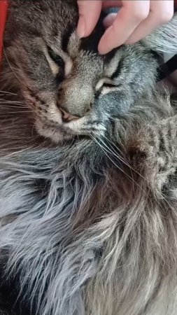 один дома, 21день #животные #сева #котофейка #zoo #видосыоткота #веселыекоты #котик #мейнкун #кошки