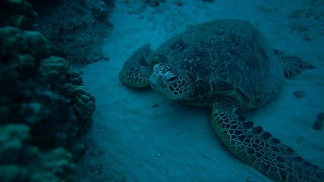 Тайны Чилийской Бездны