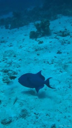 Краснозубый спинорог в Красном море.  Рыба триггер. Triggerfish