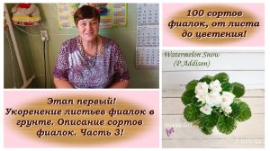 100 сортов фиалок, от листа до цветения! Этап первый! Укоренение листьев фиалок в грунте.