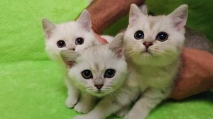 Продаются котята породы Манкчин