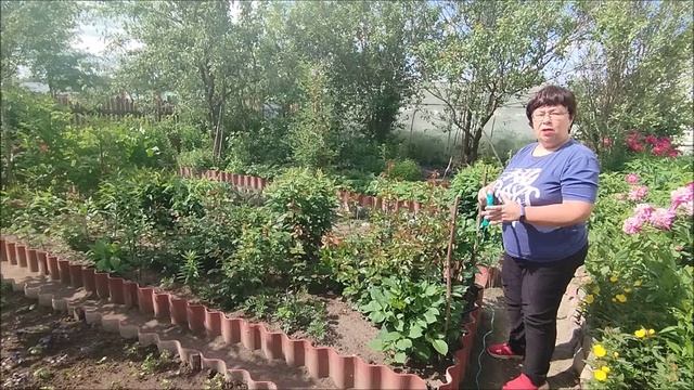 ТЕКУЩИЕ ДЕЛА В ОГОРОДЕ И В САДУ