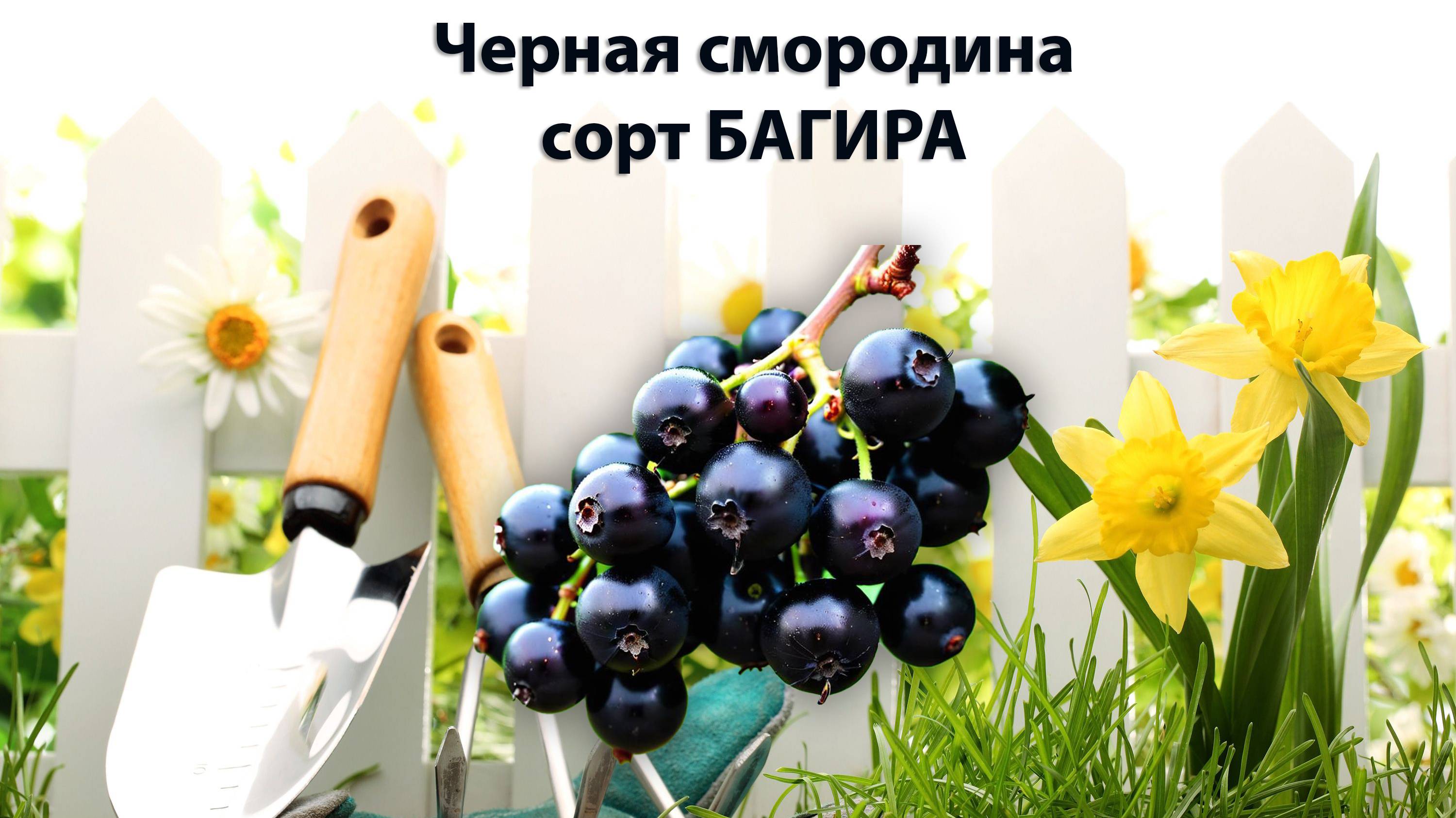 Черная смородина сорт Багира | Садовод со стажем