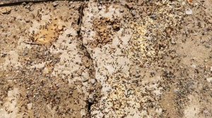 Муравьиная колония | муравьиные яйца