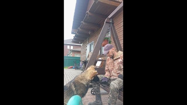 Собака слишком активна, что делать?
