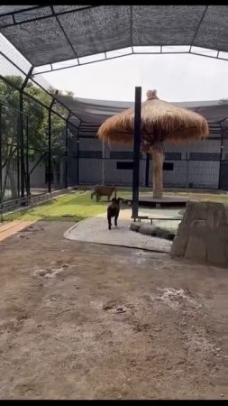 Наш TG https://t.me/liveofcats