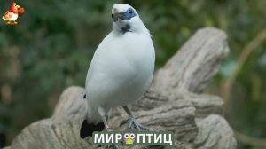 Мир птиц – красота и грация пернатых созданий Природы 🦩🦚🦜 Выпуск (225) 🦉🐦🐤