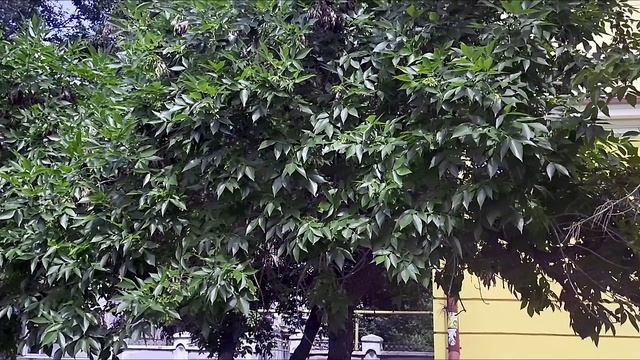 Оренбург Прогулка ул Туркестанская, Маршала Жукова, Б. Хмельницкого, Чкалова Видео Виктор Поживин