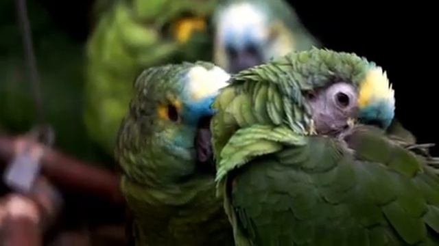 Звуки природы для отдыха и концентрации Часть 17