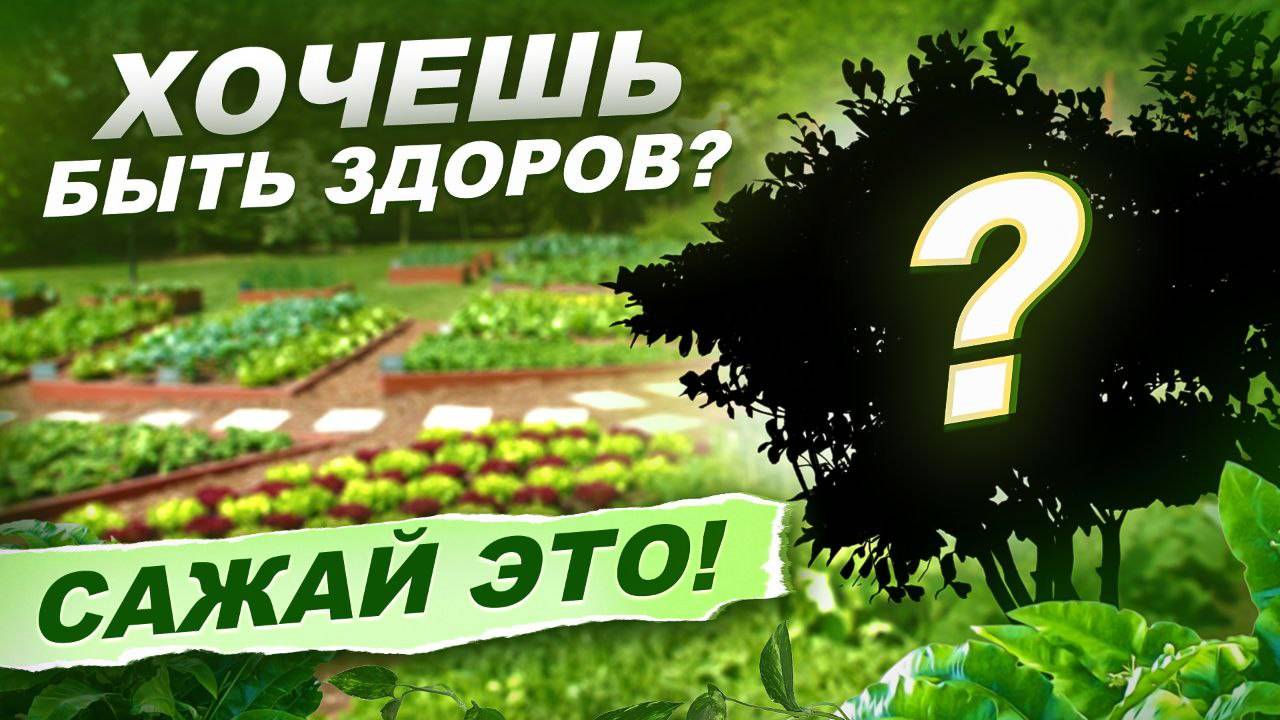 406. ПОЛЕЗНАЯ ЗЕЛЕНЬ - ВИТАМИНЫ НА ВАШИХ ГРЯДКАХ - _ Секреты выращивания от «Семко»
