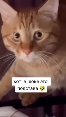 Кот в шоке от подставы