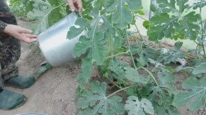 Вторая корневая подкормка арбузов в теплице.