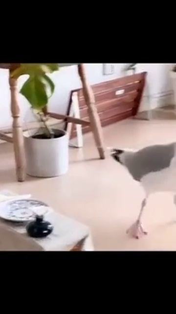 На опыте уже