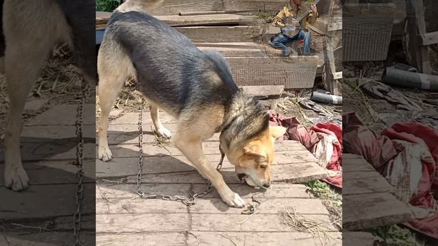 Собачка жадно поглощает груши 🍐🐶