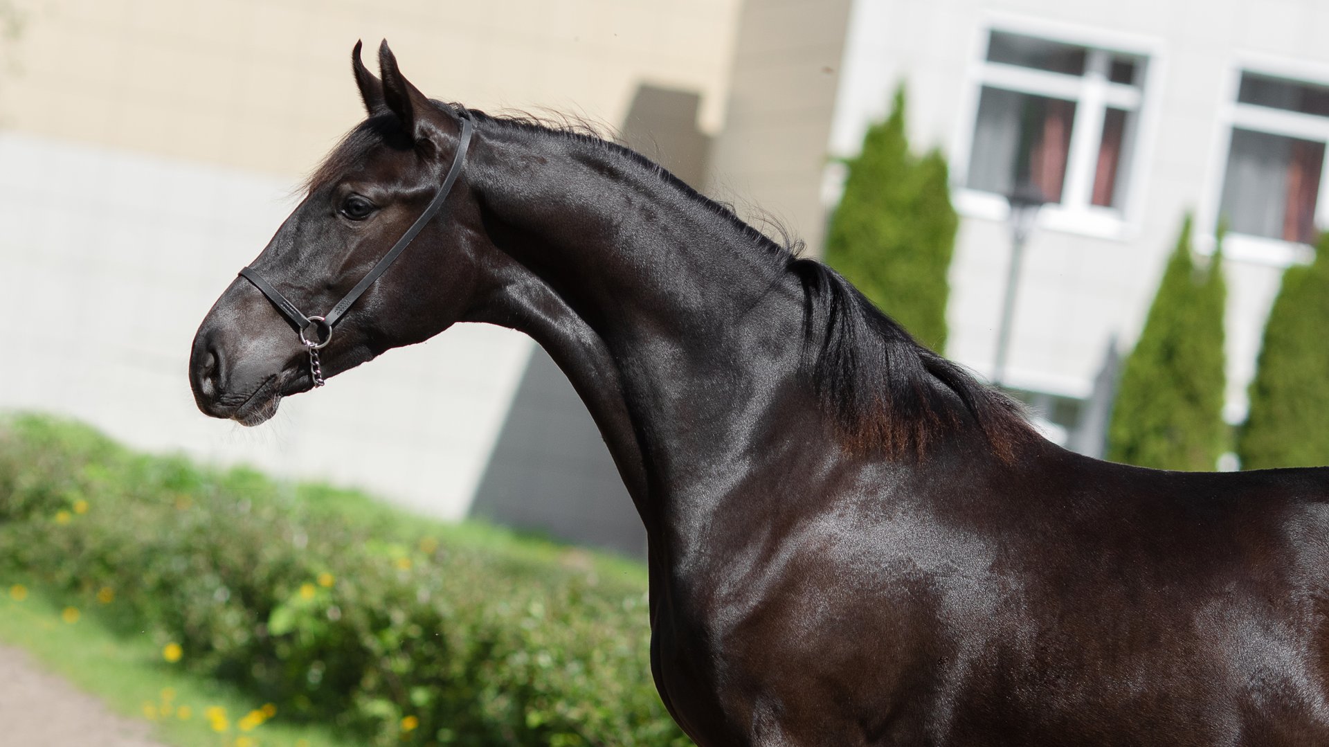 Косметика, орловская кобыла 2024 г.р. смотреть онлайн