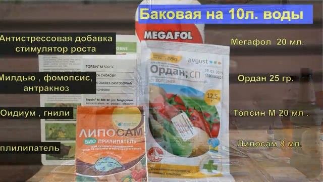Виноград. Схема защиты винограда.