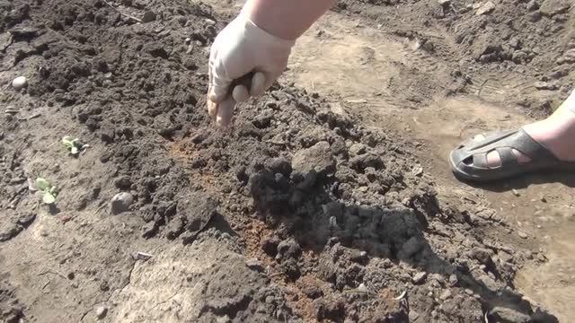 Садим морковь 19.06.2025