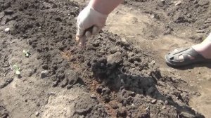 Садим морковь 19.06.2025
