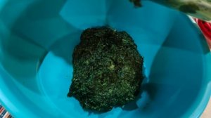 Рецепты Дэна. "Зеленуха" - перерабатываем укроп и петрушку.