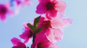 🌼 Весеннее пробуждение