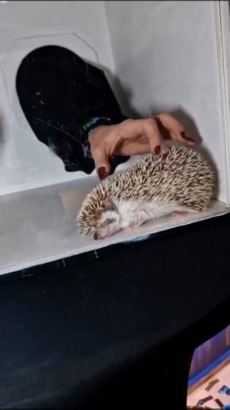 Треш коробка