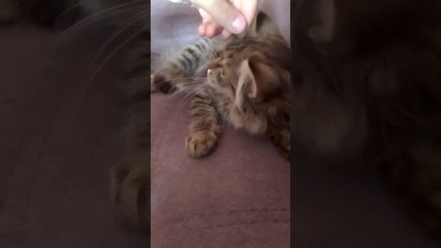 котик леняет странно .тизер.