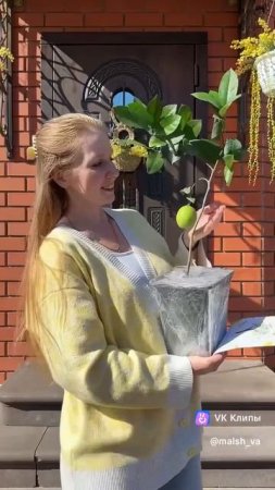 Доставка комнатных лимонов от Павловского питомника | Видео: Татьяна Малышева