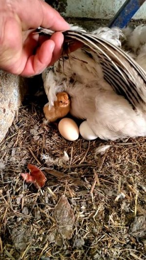 Лучшие наседки — скромные деревенские куры!  🐓💥