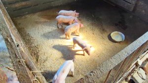 Деревенская жизнь, С Хозяйством не чего не пропадет,Отправила бройлеров во взрослую жизнь🫡