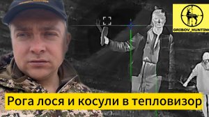 Рога лося и косули в тепловизор