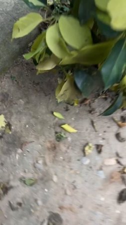 Шеффлера растет в бетоне