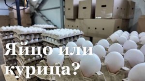 Единственный производитель яиц в ЛНР осваивает новые рынки