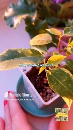 Фикус Бенджамина 💖🌿🫶
