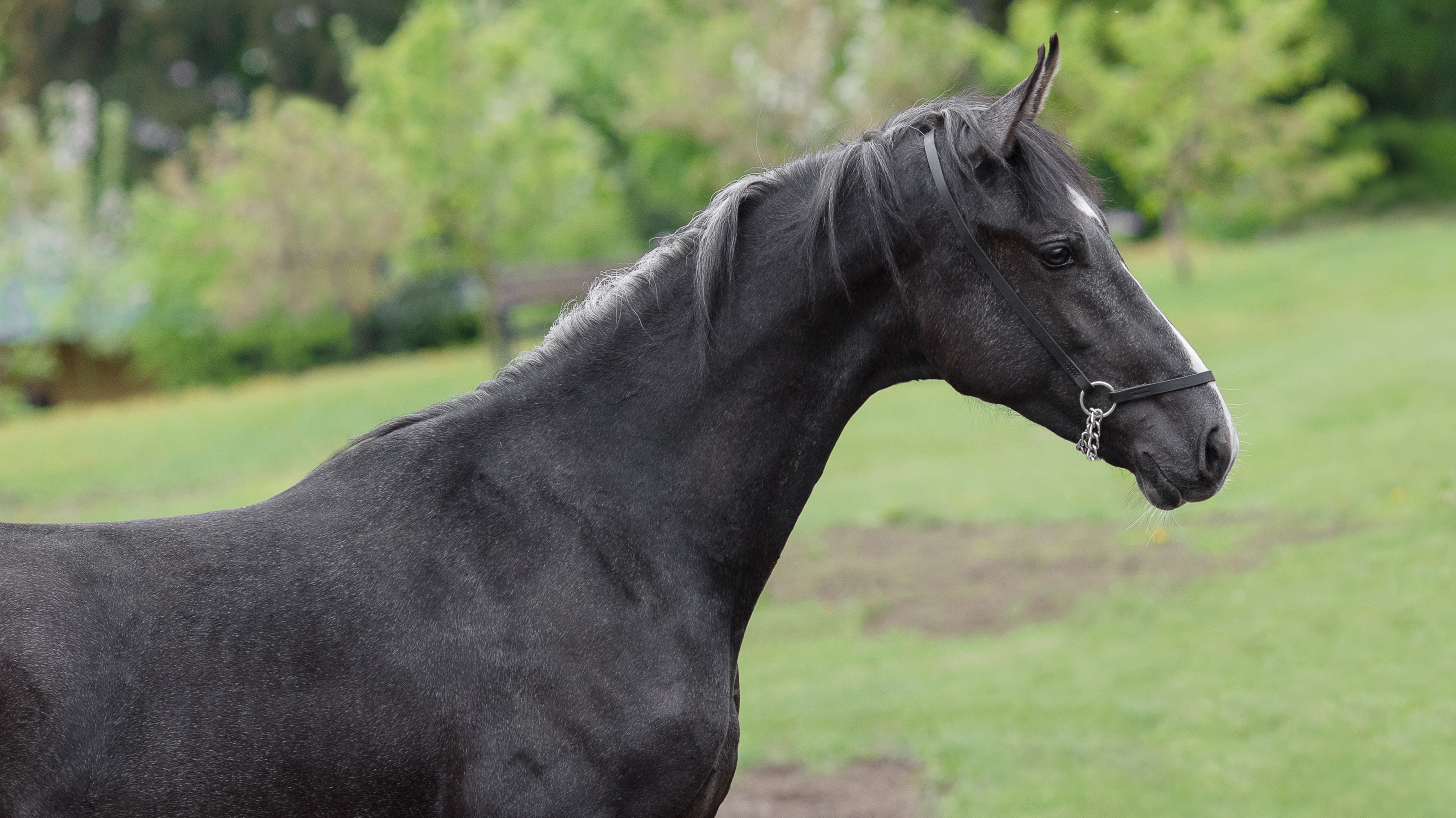 Кумир, орловский жеребец 2024 г.р. смотреть онлайн